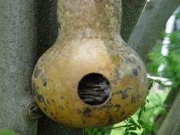 Bird house 3.JPG
